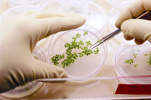 中國中化 生物農(nóng)藥技術(shù)研發(fā)引領(lǐng)綠色農(nóng)業(yè)未來