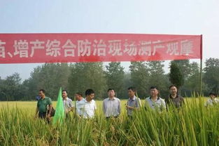 稻歡 水稻提質(zhì)增產(chǎn)的守護者——生物農(nóng)藥技術(shù)創(chuàng)新與應(yīng)用